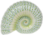 A hand-painted green and white Herend Ammonite Nautilus porcelain shell figurine on a white background.