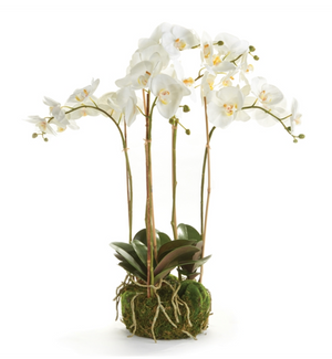 The Napa Home & Garden Faux Phalaenopsis White Orchid Bowl Drop-In features white orchids with multiple blooms emerging from a moss-covered base, creating an elegant cluster. This 25” no-maintenance arrangement is set in a charming root ball for added authenticity and ease.