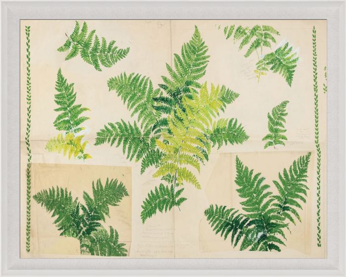 Fern by Paule Marrot in Acrylic Box from Natural Curiosities displays green fern fronds on a light background with subtle handwritten notes and diagrams, all beautifully presented in an acrylic box frame.
