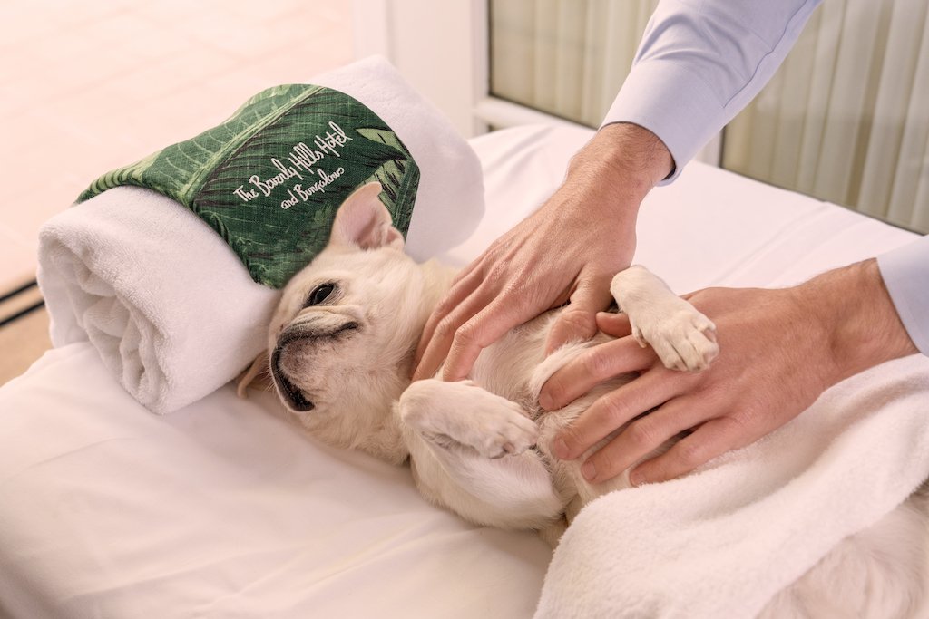 A person gently massages a small white dog lying on a towel-covered table in Gray Malin's "The Pampered Pug" (15.5” x 21”, white frame), part of the Dogs Series by Gray Malin.